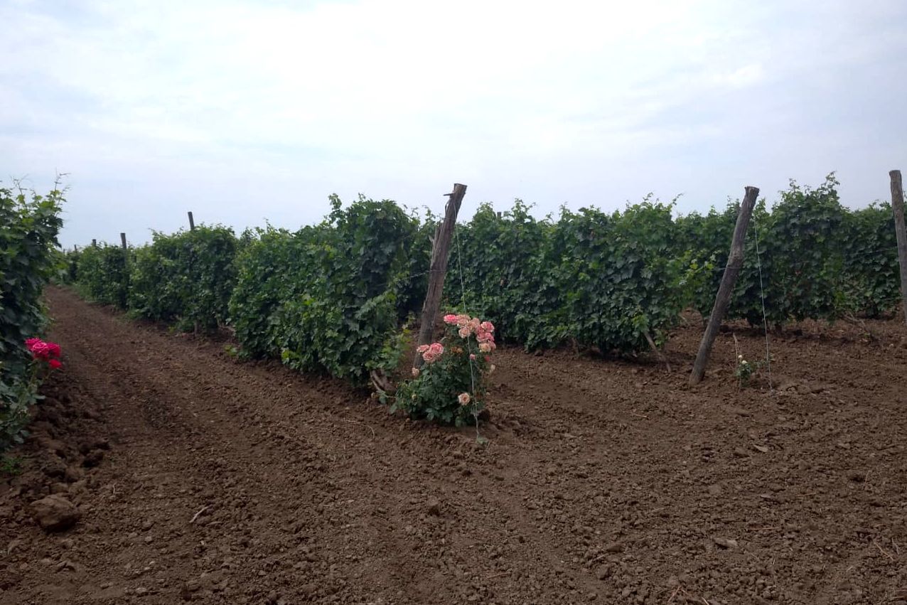 vinogradarstvo1