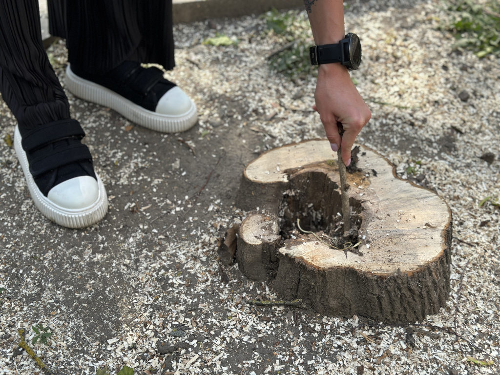 Old trees out