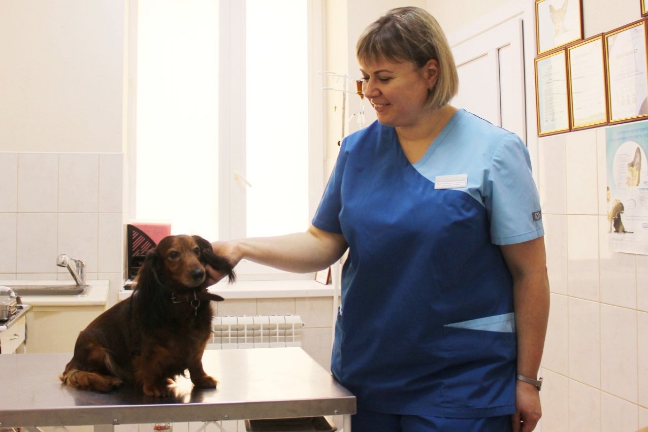 vetsterilizatsiya